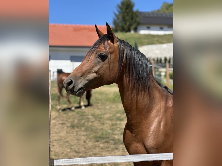 Arabian horses Stallion 5 years 14.2 hh Brown in Riegersburg