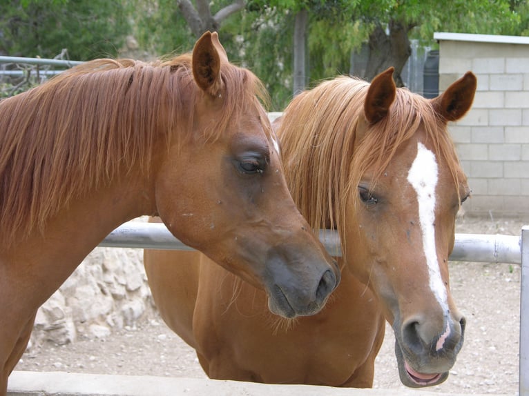 Arabian horses Stallion 5 years 14,2 hh Chestnut-Red in Agost