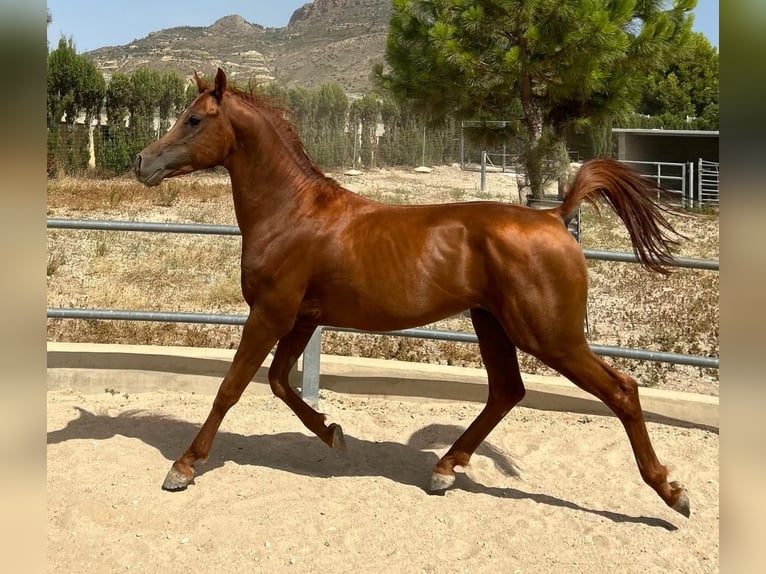 Arabian horses Stallion 5 years 14,2 hh Chestnut-Red in Agost