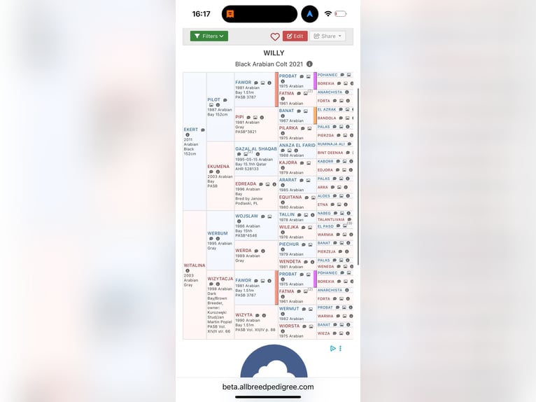 Arabian horses Stallion 5 years 14,2 hh Black in Jeżów