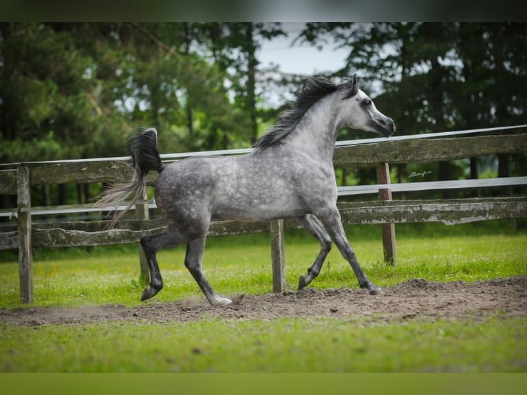 Arabian horses Stallion 5 years 15,1 hh Gray in Chrcynno