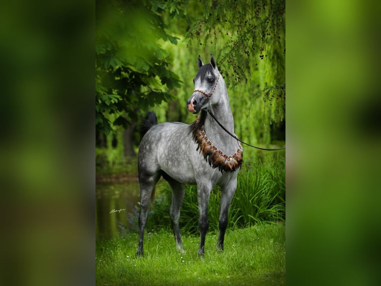 Arabian horses Stallion 5 years 15,1 hh Gray in Chrcynno