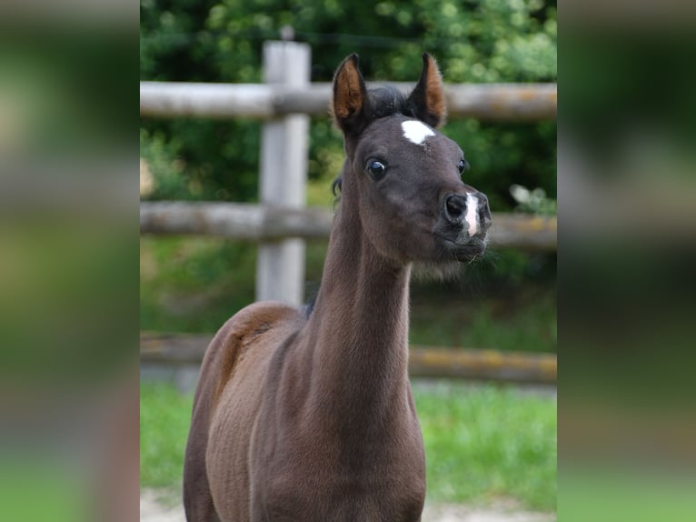 Arabian horses Stallion 5 years 15 hh Black in M&#xF6;rsdorf