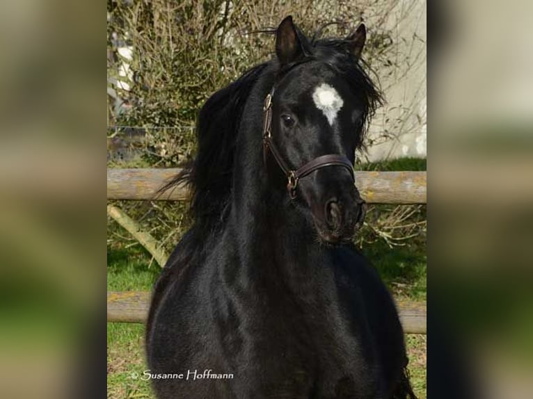 Arabian horses Stallion 5 years 15 hh Black in M&#xF6;rsdorf