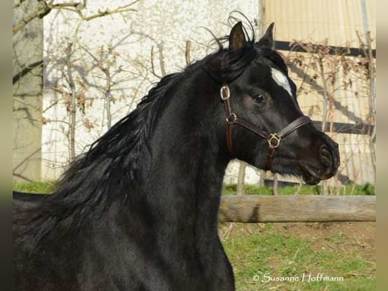 Arabian horses Stallion 5 years 15 hh Black in M&#xF6;rsdorf
