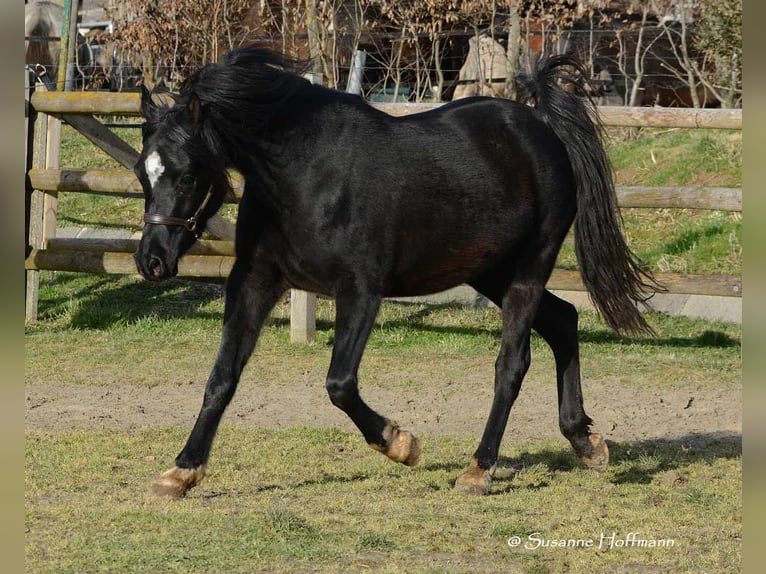 Arabian horses Stallion 5 years 15 hh Black in M&#xF6;rsdorf