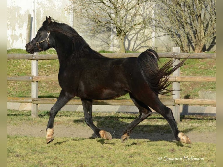 Arabian horses Stallion 5 years 15 hh Black in M&#xF6;rsdorf