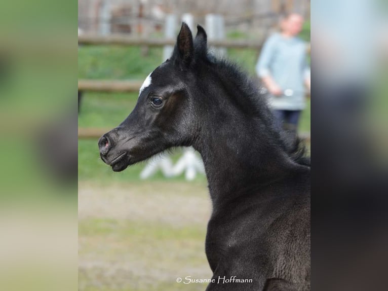 Arabian horses Stallion 5 years 15 hh Black in M&#xF6;rsdorf