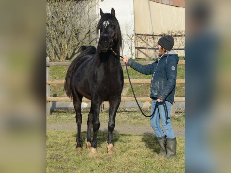Arabian horses Stallion 5 years 15 hh Black in M&#xF6;rsdorf