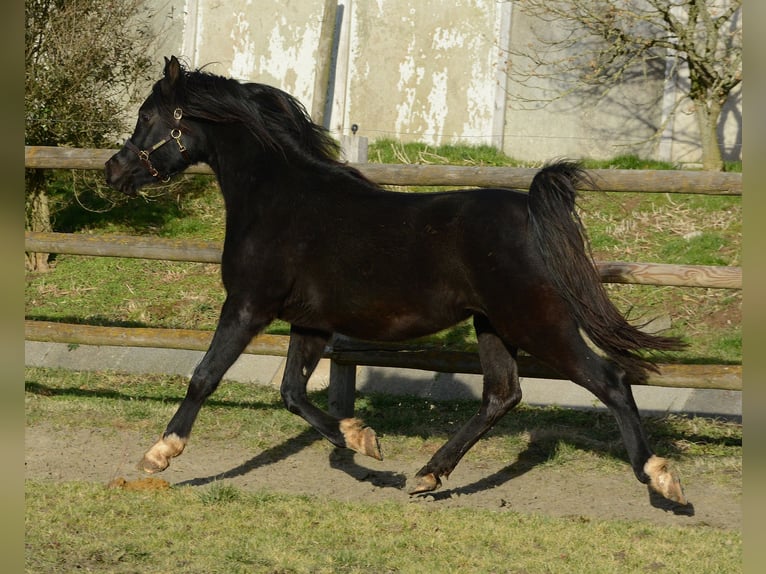 Arabian horses Stallion 5 years 15 hh Black in M&#xF6;rsdorf