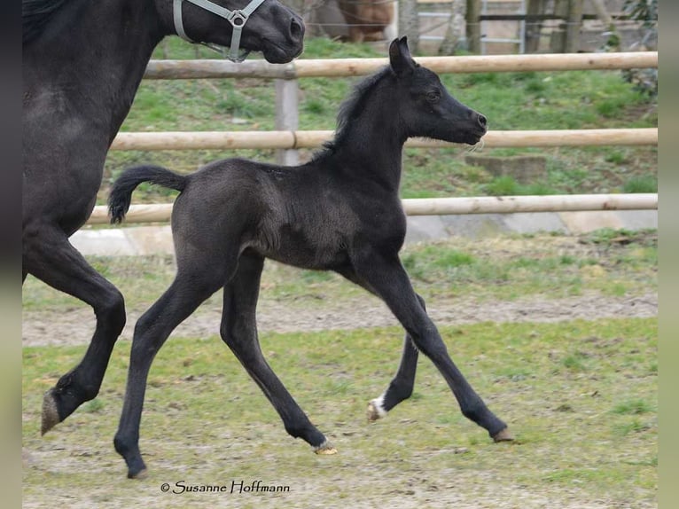 Arabian horses Stallion 5 years 15 hh Black in M&#xF6;rsdorf