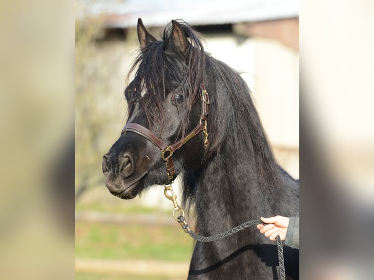 Arabian horses Stallion 5 years 15 hh Black in M&#xF6;rsdorf