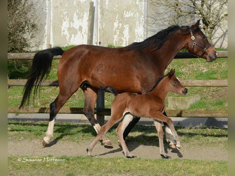 Arabian horses Stallion 5 years 15 hh Black in M&#xF6;rsdorf