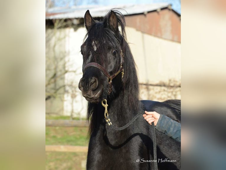 Arabian horses Stallion 5 years 15 hh Black in M&#xF6;rsdorf