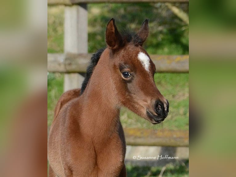Arabian horses Stallion 5 years 15 hh Black in M&#xF6;rsdorf