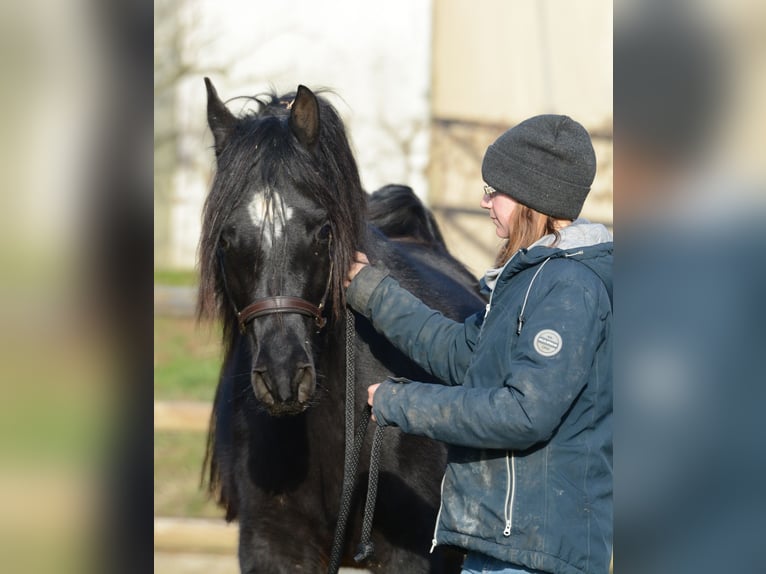 Arabian horses Stallion 5 years 15 hh Black in M&#xF6;rsdorf