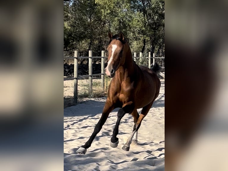 Arabian horses Stallion 5 years 15 hh Brown in Guadarrama