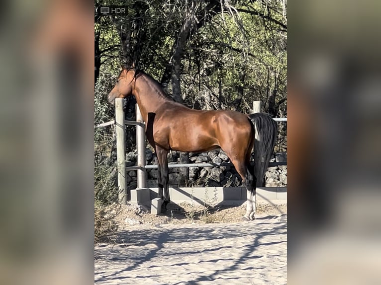 Arabian horses Stallion 5 years 15 hh Brown in Guadarrama
