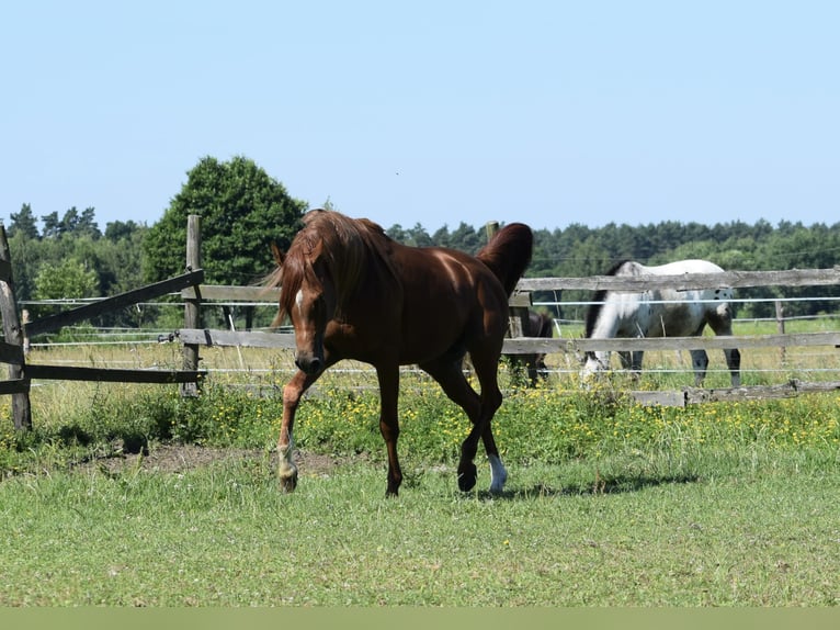 Arabian horses Stallion 5 years 15 hh Chestnut-Red in Halinów