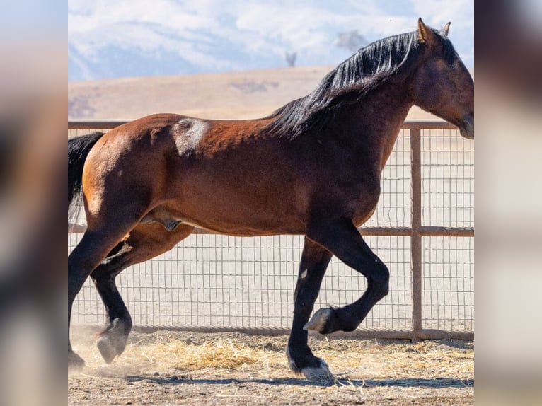 Arabian horses Stallion 5 years Bay in The Lakes