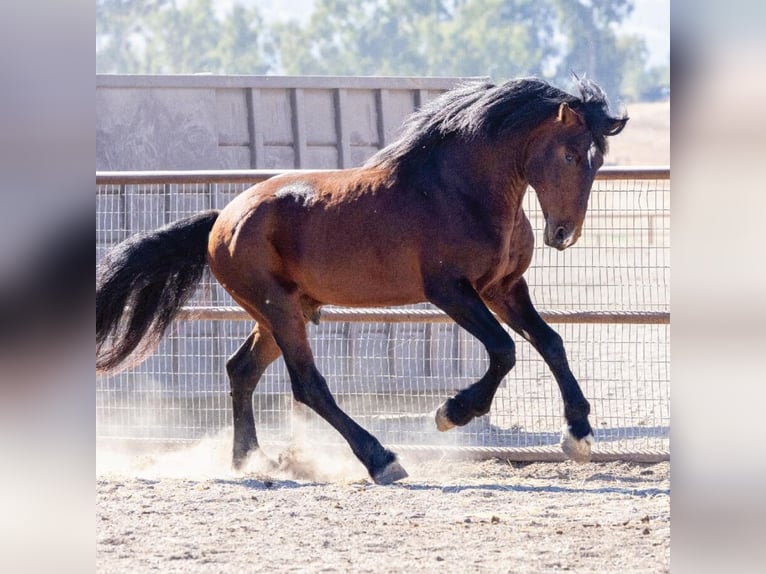 Arabian horses Stallion 5 years Bay in The Lakes