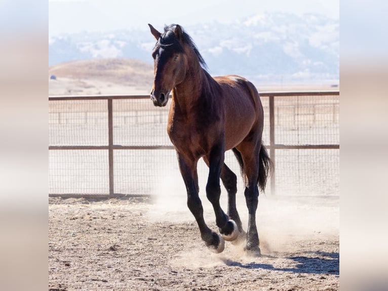 Arabian horses Stallion 5 years Bay in The Lakes