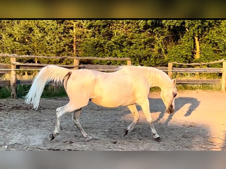 Arabian horses Stallion 5 years in Bukowiec