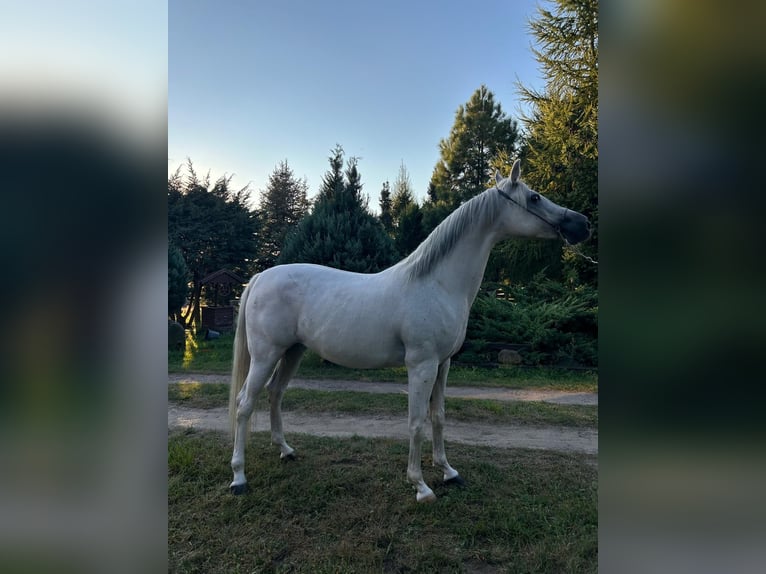 Arabian horses Stallion 5 years in Bukowiec