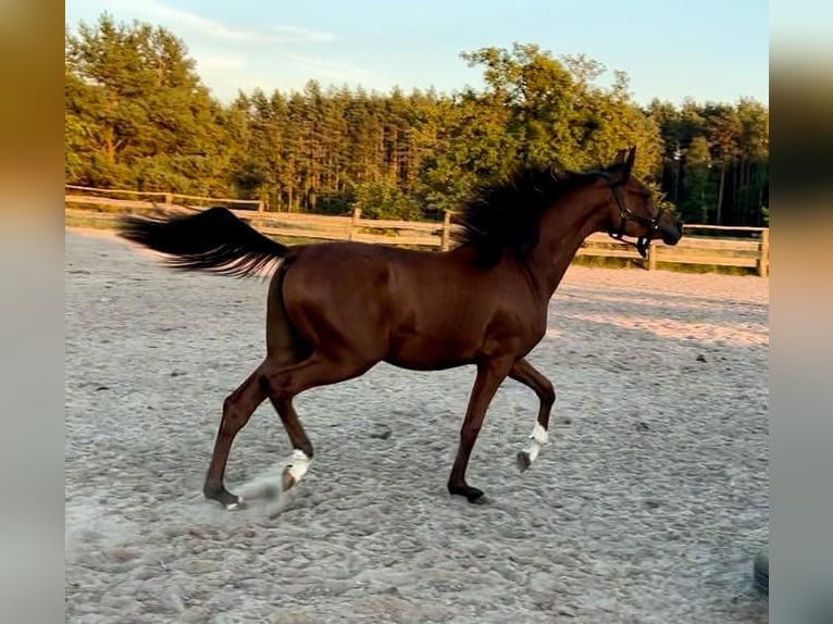 Arabian horses Stallion 5 years in Bukowiec