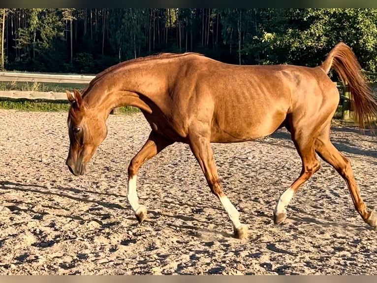 Arabian horses Stallion 5 years in Bukowiec