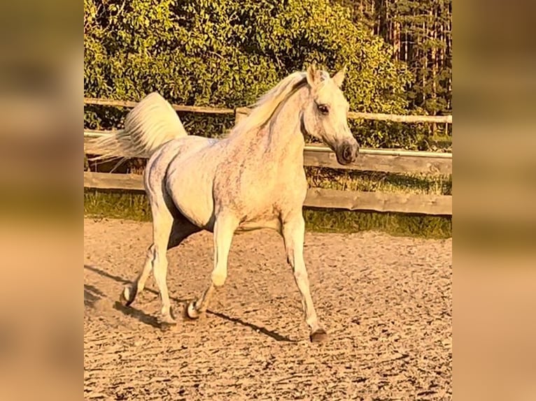 Arabian horses Stallion 5 years in Bukowiec