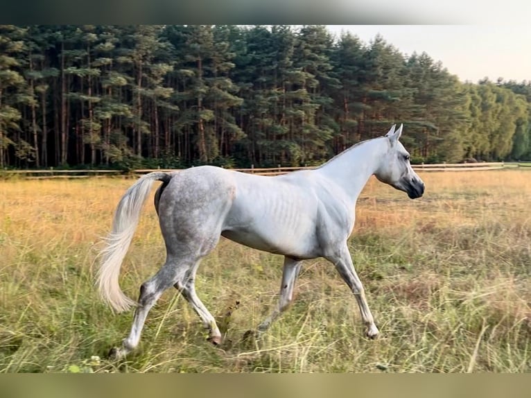 Arabian horses Stallion 5 years in Bukowiec