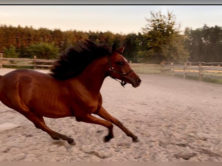 Arabian horses Stallion 5 years in Bukowiec