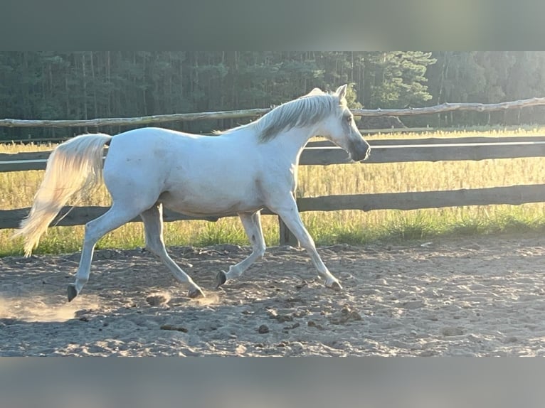 Arabian horses Stallion 5 years in Bukowiec