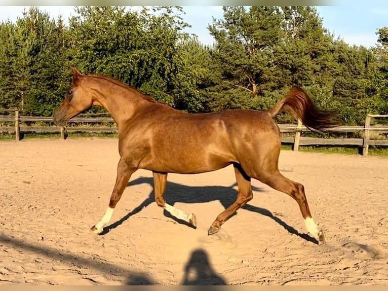 Arabian horses Stallion 5 years in Bukowiec