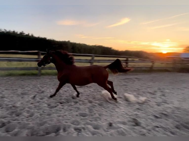 Arabian horses Stallion 5 years in Bukowiec