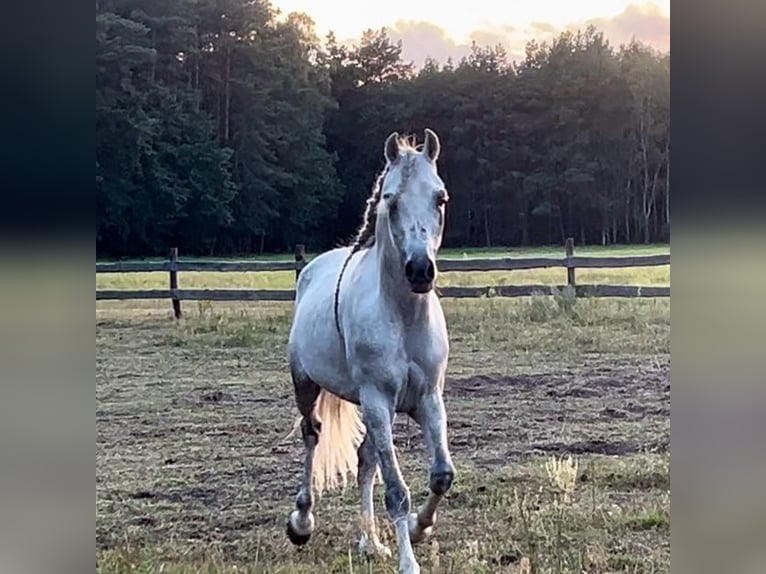 Arabian horses Stallion 5 years in Bukowiec