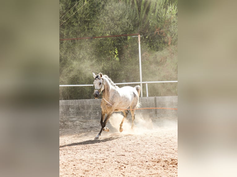 Arabian horses Stallion 6 years 14.2 hh Chestnut in Villamartín