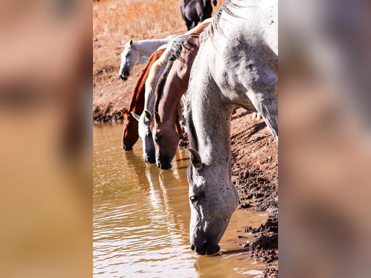Arabian horses Stallion 6 years 14.2 hh Chestnut in Villamartín
