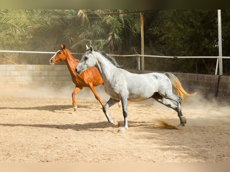 Arabian horses Stallion 6 years 14.2 hh Chestnut in Villamartín