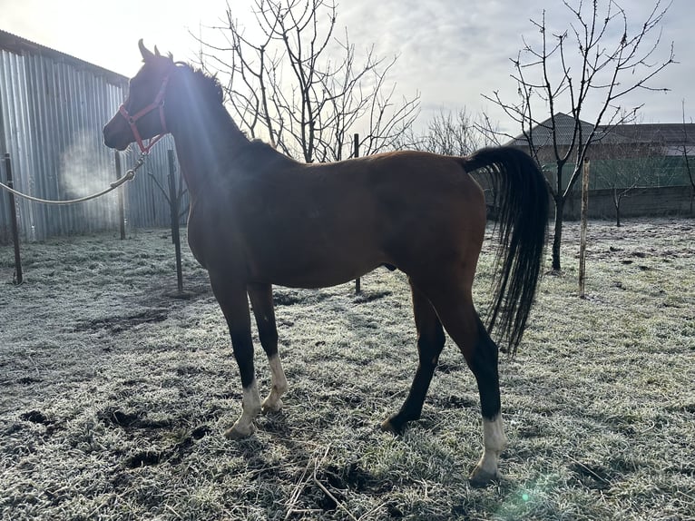 Arabian horses Stallion 6 years 14,3 hh Chestnut in Нестеровская