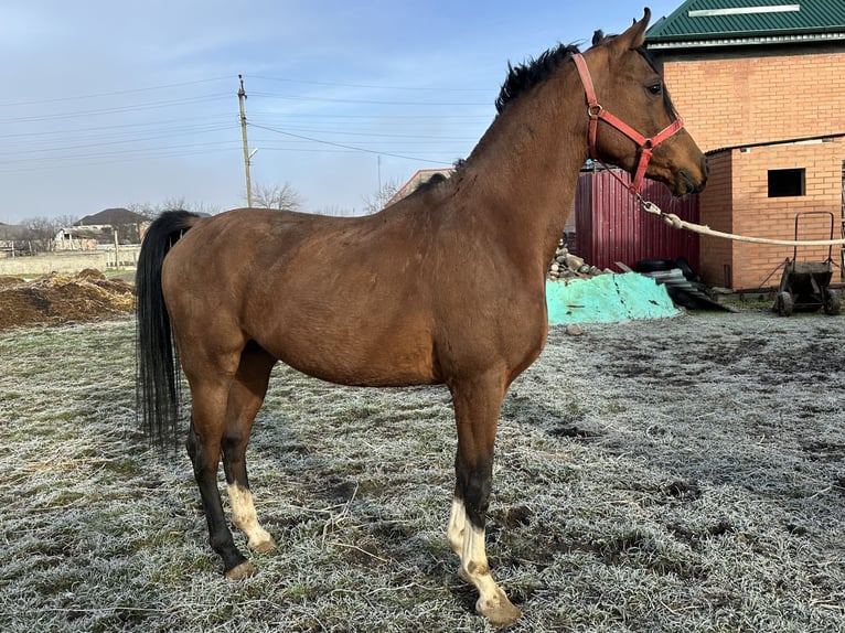 Arabian horses Stallion 6 years 14,3 hh Chestnut in Нестеровская