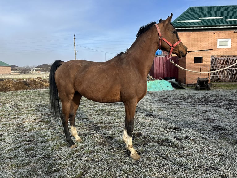 Arabian horses Stallion 6 years 14,3 hh Chestnut in Нестеровская