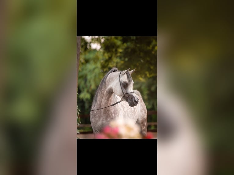 Arabian horses Stallion 6 years 15,1 hh Gray in Brescia