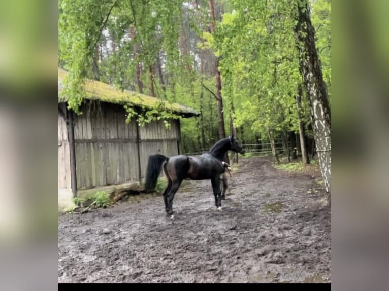 Arabian horses Stallion 6 years 15,1 hh Smoky-Black in Tuczępy