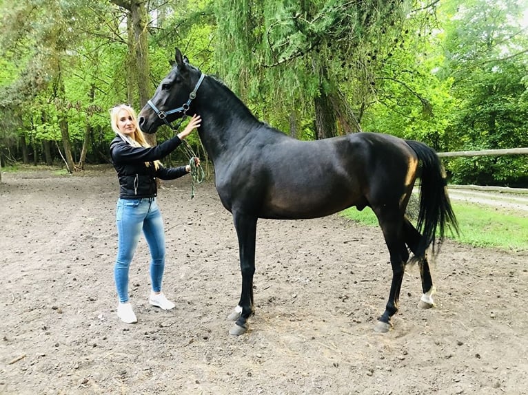 Arabian horses Stallion 6 years 15,1 hh Smoky-Black in Tuczępy