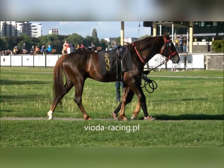 Arabian horses Stallion 6 years 15,2 hh Chestnut in Simbach am Inn