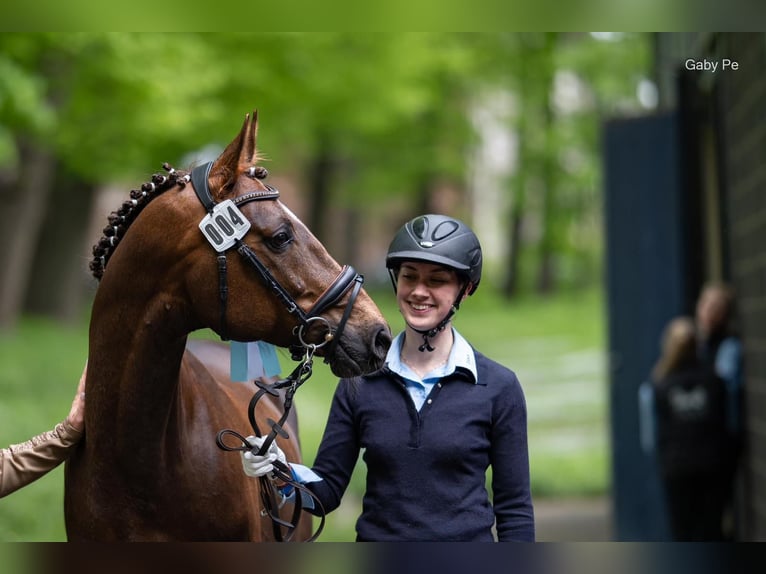 Arabian horses Stallion 6 years 15,2 hh Chestnut in Simbach am Inn