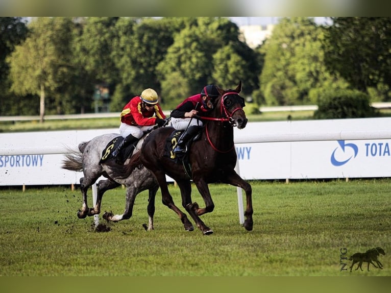 Arabian horses Stallion 6 years 15,2 hh Chestnut in Simbach am Inn