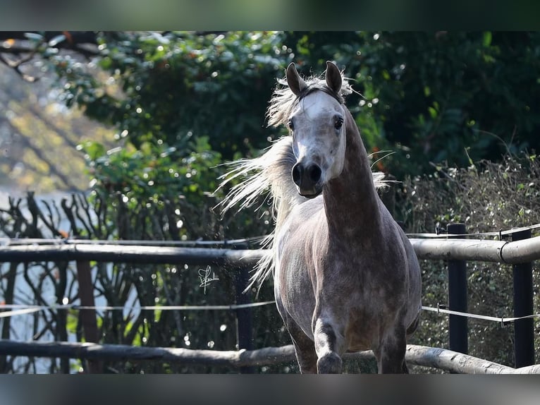 Arabian horses Stallion 6 years 15,2 hh Gray-Dapple in Gentilino